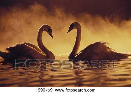 Stock Photo - Pair Of African Swans Swimming Toward Each Other, Misty Romantic. Fotosearch