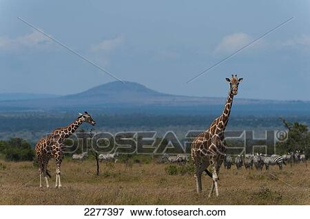 Stock Photo - Pair of giraffe with zebra behind, Ol Pejeta Conservancy; Kenya. Fotosearch