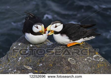Pair of Horned Puffins (Fratercula corniculata) perched on a lichen covered boulder, Walrus Islands State Game Sanctuary, Round Island, Bristol Bay, Alaska View Large Photo Image Stock Photograph - Pair of Horned Puffins (Fratercula corniculata) perched on a lichen covered boulder, Walrus Islands State Game Sanctuary, Round Island, Bristol Bay, Alaska. Fotosearch