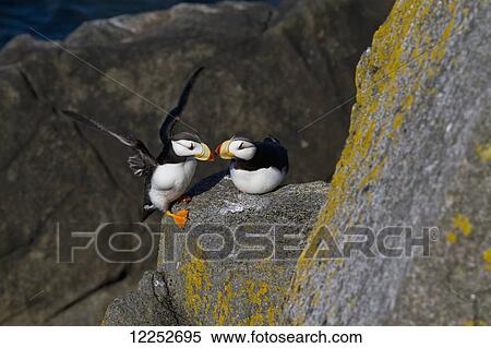 Stock Photography - Pair of Horned Puffins (Fratercula corniculata) perched on a lichen covered boulder, Walrus Islands State Game Sanctuary, Round Island, Bristol Bay, Alaska. Fotosearch