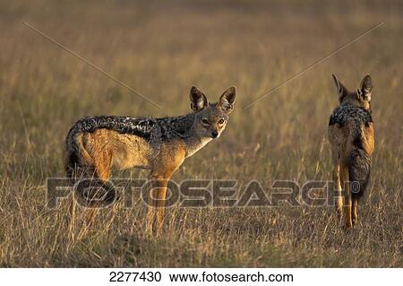 Pair of Jackals, Ol Pejeta Conservancy; Kenya View Large Photo Image Stock Image - Pair of Jackals, Ol Pejeta Conservancy; Kenya. Fotosearch