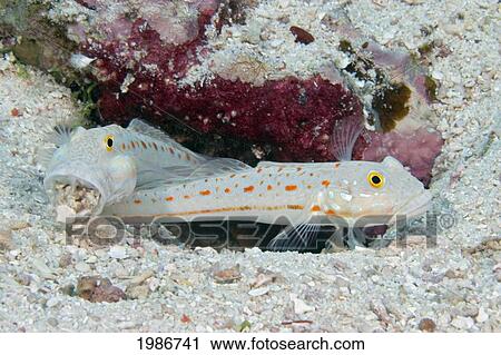 Stock Image - Pair of orange-spotted Sleeper Gobies (Valenciennea Puellaris); Indonesia. Fotosearch