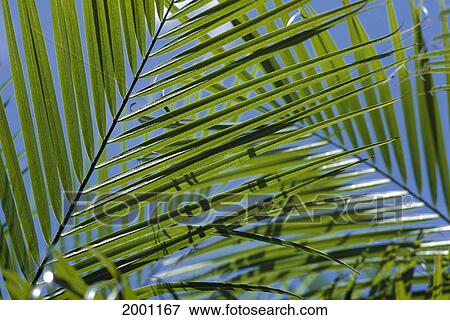 Pair Of Palm Fronds Overlapping With Sunlight Shining Through Blue Sky View Large Photo Image Stock Photo - Pair Of Palm Fronds Overlapping With Sunlight Shining Through Blue Sky. Fotosearch