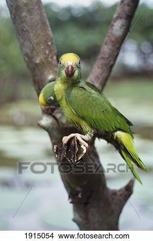 Pair Of Parakeets / Macaws View Large Photo Image Picture - Pair Of Parakeets / Macaws. Fotosearch