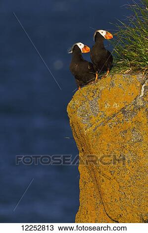 Stock Image - Pair of Tufted Puffins (Fratercula cirrhata) perched on a lichen covered boulder, Walrus Islands State Game Sanctuary, Round Island, Bristol Bay, Alaska. Fotosearch