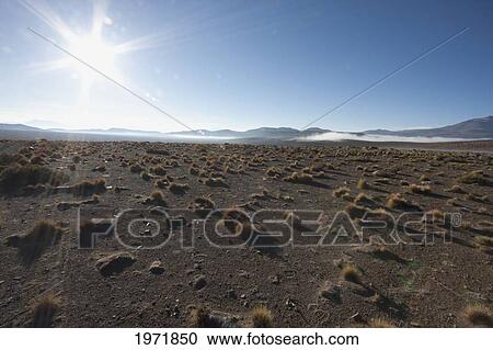 Stock Image - Paja Brava (Festuca Orthophylla) On The Altiplano With Salar De Alconcha Salt Pan Covered By Fog In The Background, Antofagasta Region, Chile. Fotosearch