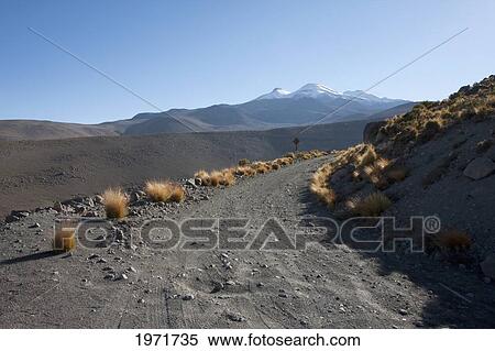 Stock Photography - Paja Brava (Festuca Orthophylla) Growing By The Roadside, El Tatio, Antofagasta Region, Chile. Fotosearch