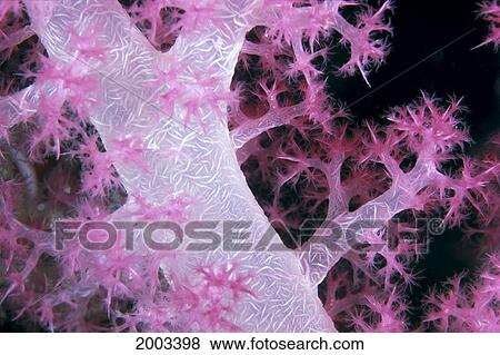 Palau, Alcyonarian Coral Pink Detail, Black Background View Large Photo Image Stock Photo - Palau, Alcyonarian Coral Pink Detail, Black Background. Fotosearch