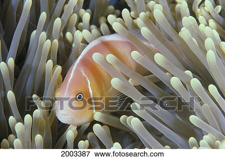 Palau, Anemone Fish Hiding In Anemone, Close-Up Side Angle View Large Photo Image Stock Photo - Palau, Anemone Fish Hiding In Anemone, Close-Up Side Angle. Fotosearch