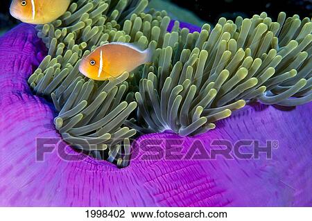 Palau, Anemonefish In Pink Anemone (Amphiprion Perideraion) B1952 View Large Photo Image Stock Image - Palau, Anemonefish In Pink Anemone (Amphiprion Perideraion) B1952. Fotosearch