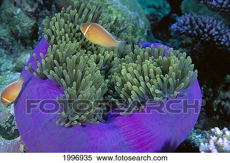 Palau, Anemonefish On Anemone Colorful (Amphiprion Perideraion) A90G View Large Photo Image Stock Photography - Palau, Anemonefish On Anemone Colorful (Amphiprion Perideraion) A90G. Fotosearch