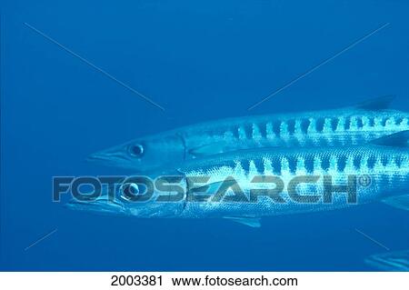 Stock Image - Palau, Barracuda Pair Side View In Clear Blue Ocean. Fotosearch