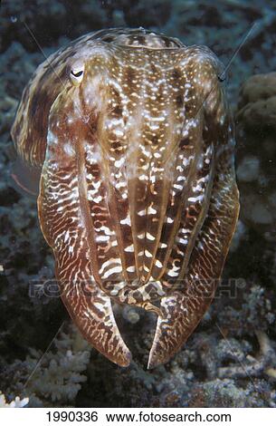 Stock Photograph - Palau, Broadclub Cuttlefish (Sepia Latimanus) Close-Up Detail Of Front. Fotosearch