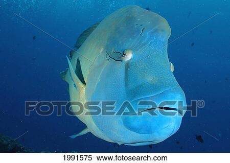 Stock Photography - Palau, Close-Up Of Napoleon Wrasse [For Use Up To 13X20 Only]. Fotosearch