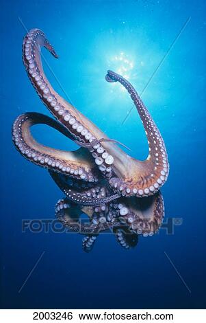 Palau, Common Reef Octopus Underside View With Sunburst (Octopus Cyanea) View Large Photo Image Stock Photograph - Palau, Common Reef Octopus Underside View With Sunburst (Octopus Cyanea). Fotosearch