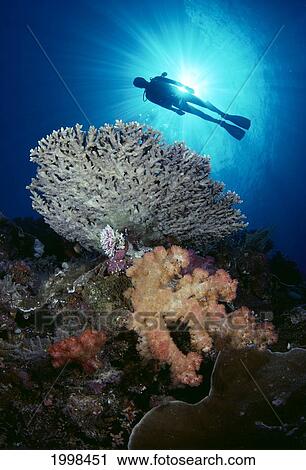 Palau, Diver With Alcyonarian And Table Coral Silhouette B1303 View Large Photo Image Stock Image - Palau, Diver With Alcyonarian And Table Coral Silhouette B1303. Fotosearch