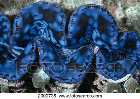 Palau, Fluted Giant Clam (Tridacna Sp? ) Tunicates, Close-Up View Large Photo Image Stock Photography - Palau, Fluted Giant Clam (Tridacna Sp? ) Tunicates, Close-Up. Fotosearch