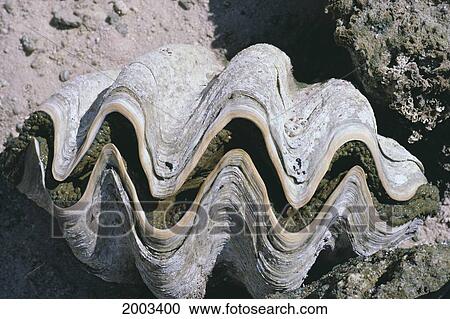 Palau, Giant Tridacna Clam Closed View Large Photo Image Stock Image - Palau, Giant Tridacna Clam Closed. Fotosearch