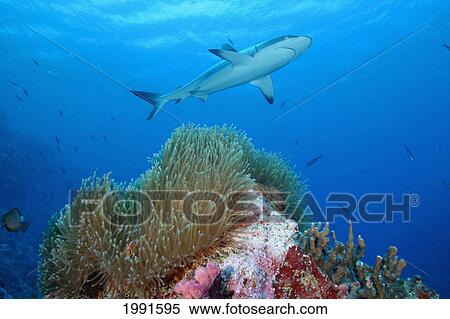 Stock Photography - Palau, Gray Reef Shark Lurking Over Reef [For Use Up To 13X20 Only]. Fotosearch