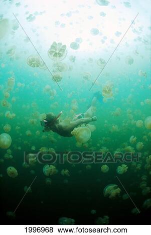Palau, Jellyfish Lake With Snorkeler In Greenish Water, Sunburst A88F View Large Photo Image Stock Photo - Palau, Jellyfish Lake With Snorkeler In Greenish Water, Sunburst A88F. Fotosearch