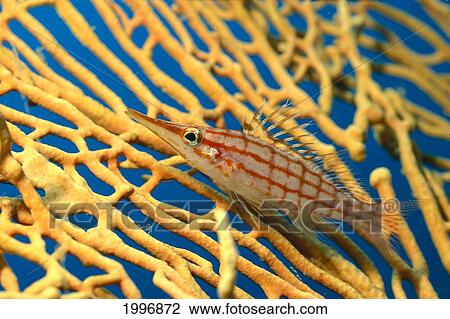 Palau, Longnose Hawkfish On Yellow Sea Fan A84D View Large Photo Image Stock Image - Palau, Longnose Hawkfish On Yellow Sea Fan A84D. Fotosearch