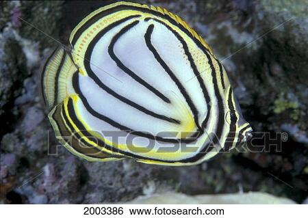 Palau, Meyers Butterflyfish, Close-Up Side View Colorful Yellow And Black View Large Photo Image Stock Photograph - Palau, Meyers Butterflyfish, Close-Up Side View Colorful Yellow And Black. Fotosearch