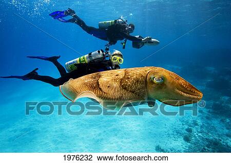 Palau, Micronesia, Diver Swims Near Common Cuttlefish. View Large Photo Image Stock Image - Palau, Micronesia, Diver Swims Near Common Cuttlefish.. Fotosearch
