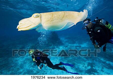 Palau, Micronesia. Two Divers Swim Near A Common Cuttlefish. View Large Photo Image Picture - Palau, Micronesia. Two Divers Swim Near A Common Cuttlefish.. Fotosearch