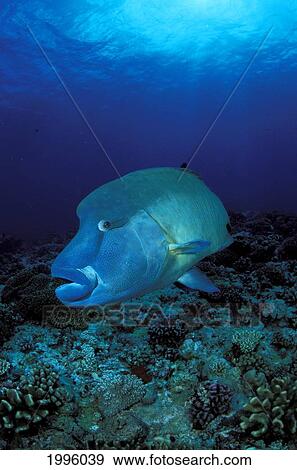 Palau, Napoleon Wrasse (Cheilinus Undulatus) Swims Above Reef View Large Photo Image Stock Photo - Palau, Napoleon Wrasse (Cheilinus Undulatus) Swims Above Reef. Fotosearch