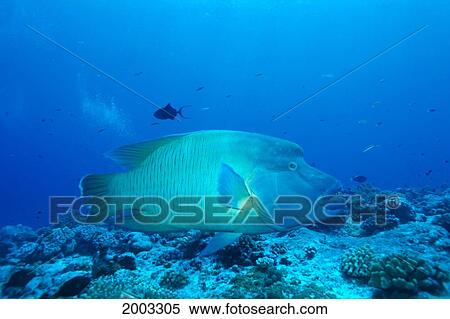 Palau, Napoleon Wrasse (Cheilinus Undulatus) Swims Above Reef View Large Photo Image Stock Photography - Palau, Napoleon Wrasse (Cheilinus Undulatus) Swims Above Reef. Fotosearch