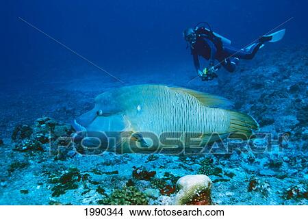 Picture - Palau, Napoleon Wrasse Close-Up, Diver Background. Fotosearch