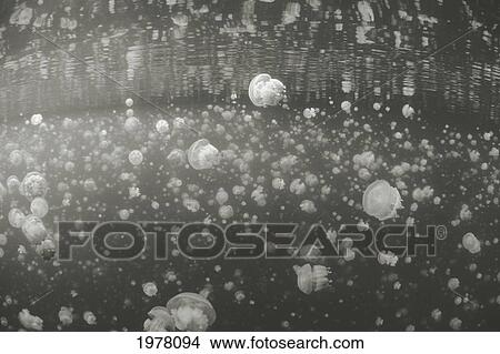 Palau, Non-Stinging And Moon Jellyfish Of Palau's Jellyfish Lake (Sepia Photograph). View Large Photo Image Picture - Palau, Non-Stinging And Moon Jellyfish Of Palau's Jellyfish Lake (Sepia Photograph).. Fotosearch