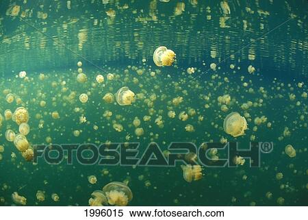 Stock Photography - Palau, Non-Stinging And Moon Jellyfish Of Palau's Jellyfish Lake.. Fotosearch