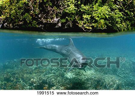 Stock Photography - Palau, Pacific Bottlenose Dolphin Over Coral Reef. [For Use Up To 13X20 Only]. Fotosearch
