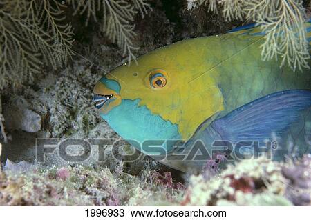 Stock Image - Palau, Parrotfish At Night, Close-Up Side View A82H. Fotosearch