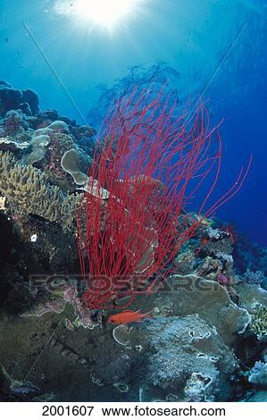 Palau, Red Sea Whip (Junceella Sp? ) White-Tipped Soldierfish (Myripristis Vittata) Sunburst Colorful Reef Scene View Large Photo Image Stock Photo - Palau, Red Sea Whip (Junceella Sp? ) White-Tipped Soldierfish (Myripristis Vittata) Sunburst Colorful Reef Scene. Fotosearch