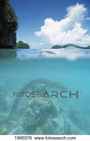 Palau, Rock Islands, Saltwater Crocodile Perched On The Coral. View Large Photo Image Stock Photograph - Palau, Rock Islands, Saltwater Crocodile Perched On The Coral.. Fotosearch