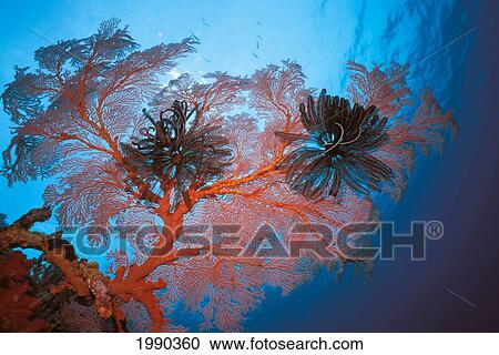 Stock Image - Palau, Sea Fans Feather Stars (Gorgonacea Crinoidea). Fotosearch
