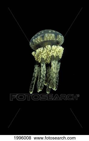 Palau, Stinging Jellyfish (Mastigias Papua) Floats In Darkness. View Large Photo Image Stock Photo - Palau, Stinging Jellyfish (Mastigias Papua) Floats In Darkness.. Fotosearch