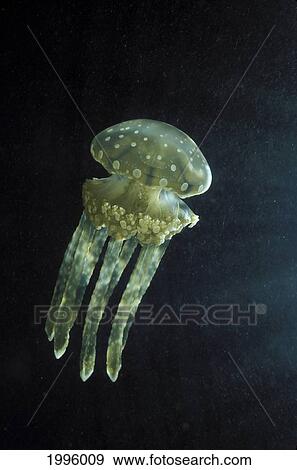 Palau, Stinging Jellyfish (Mastigias Papua) Floats In Darkness. View Large Photo Image Stock Photo - Palau, Stinging Jellyfish (Mastigias Papua) Floats In Darkness.. Fotosearch