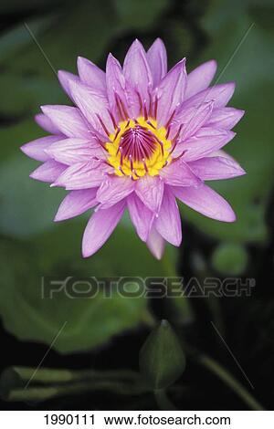 Stock Image - Palau, Water Lily. Fotosearch