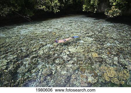 Palau, Woman snorkeling over Pristine Coral Gardens in Micronesia; Rock Island View Large Photo Image Stock Photograph - Palau, Woman snorkeling over Pristine Coral Gardens in Micronesia; Rock Island. Fotosearch