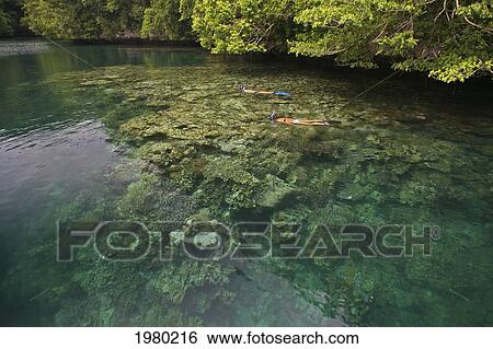Palau, Women snorkeling over Pristine Coral Gardens in Micronesia; Rock Island View Large Photo Image Stock Photograph - Palau, Women snorkeling over Pristine Coral Gardens in Micronesia; Rock Island. Fotosearch