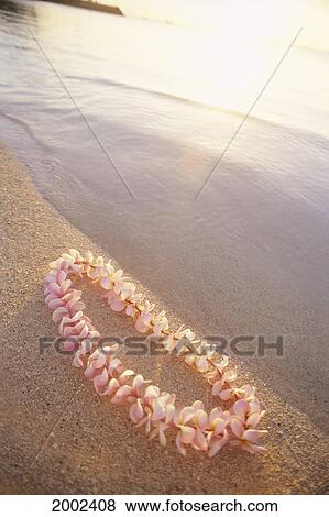 Pale Pink Plumeria Lei Along Shoreline Of Calm Water, Sunset Reflections View Large Photo Image Stock Photo - Pale Pink Plumeria Lei Along Shoreline Of Calm Water, Sunset Reflections. Fotosearch