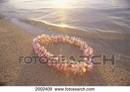 Stock Photo - Pale Pink Plumeria Lei In Shoreline Waters With Golden Sunset Reflections. Fotosearch