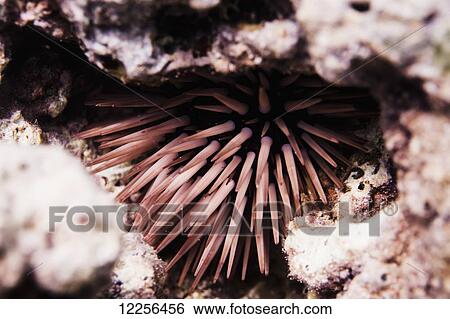Pale Rock-Boring Sea Urchin (Echinometra mathaei) in it's reef habitat at Ala Monana Park; Oahu, Hawaii, United States of America View Large Photo Image Stock Photograph - Pale Rock-Boring Sea Urchin (Echinometra mathaei) in it's reef habitat at Ala Monana Park; Oahu, Hawaii, United States of America. Fotosearch