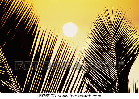 Pale Yellow Sunball Behind Palm Fronds. View Large Photo Image Stock Image - Pale Yellow Sunball Behind Palm Fronds.. Fotosearch