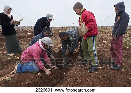 Palestinian Authority, West Bank, Tu Bishvat Jewish festival organized to Rabbis for Human Rights; Kufrah, January 25: Palestinians and Israelis planting olive trees after Israeli settlers destroyed olive trees View Large Photo Image Stock Image - Palestinian Authority, West Bank, Tu Bishvat Jewish festival organized to Rabbis for Human Rights; Kufrah, January 25: Palestinians and Israelis planting olive trees after Israeli settlers destroyed olive trees. Fotosearch