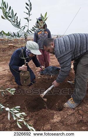 Stock Image - Palestinian Authority, West Bank, Tu Bishvat Jewish festival organized to Rabbis for Human Rights; Kufrah, January 25: Palestinians and Israelis planting olive trees after Israeli settlers destroyed olive trees. Fotosearch
