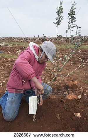 Stock Photo - Palestinian Authority, West Bank, Tu Bishvat Jewish festival organized to Rabbis for Human Rights; Kufrah, January 25: Palestinians and Israelis planting olive trees after Israeli settlers destroyed olive trees. Fotosearch